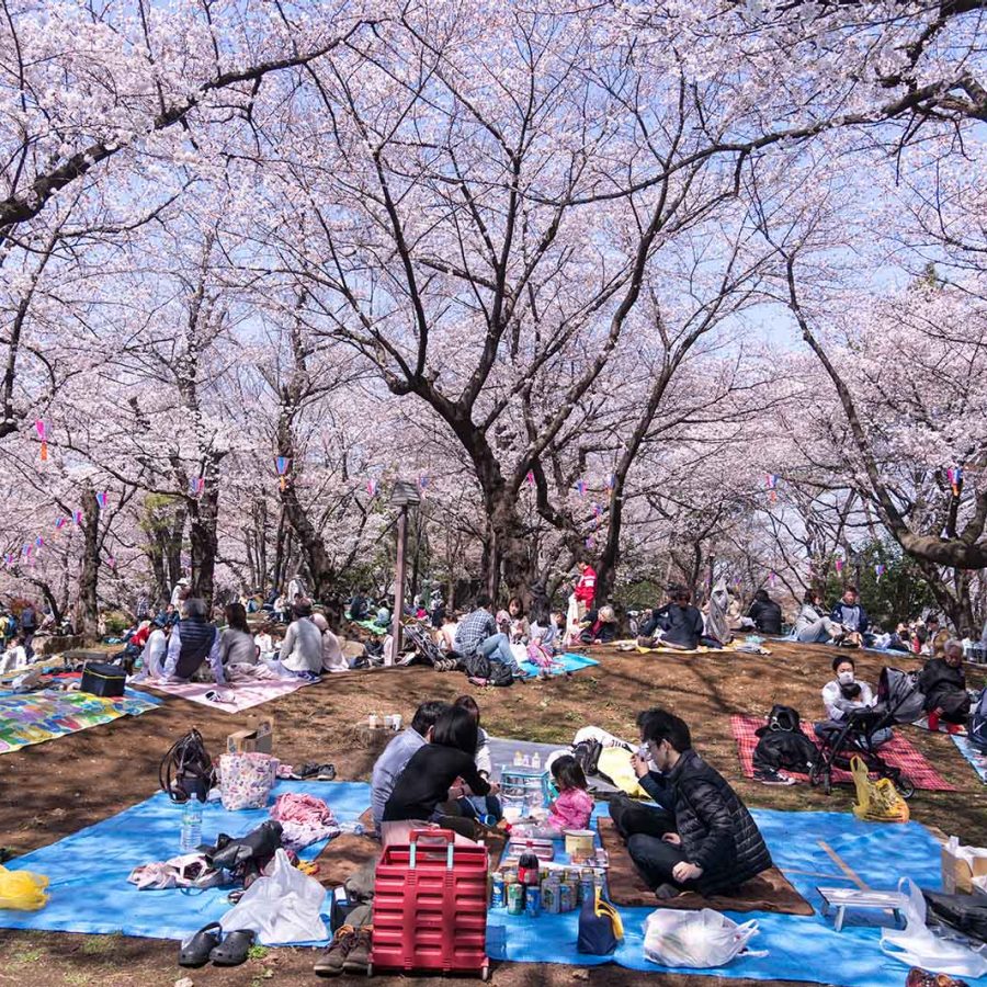 Hanami cherry blossom viewing in Akukayama Park, Tokyo. Credit: Picnote/Shutterstock