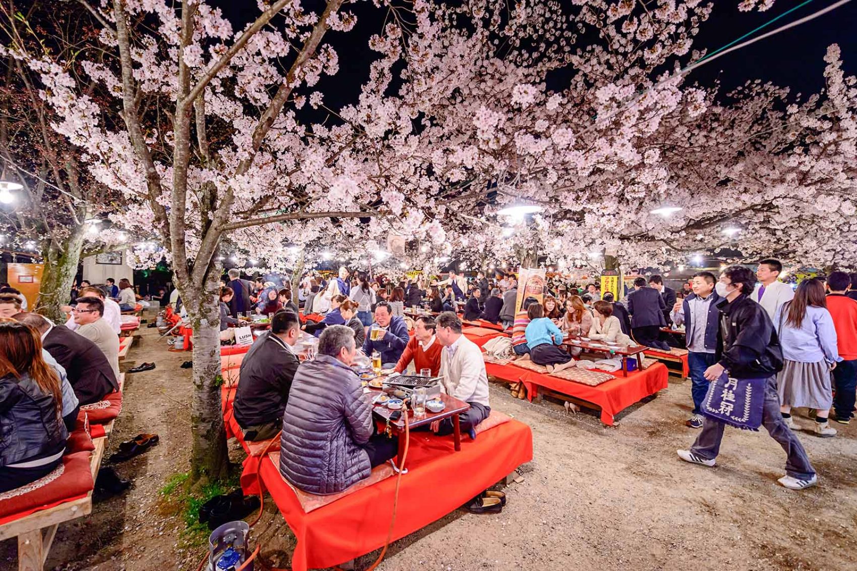 Nightime yozakuri hanami cherry blossom viewing in Kyoto's Maruyama Park. Credit: Sean Pavone/Shutterstock