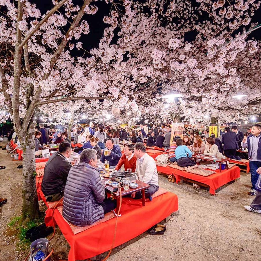 Nightime yozakuri hanami cherry blossom viewing in Kyoto's Maruyama Park. Credit: Sean Pavone/Shutterstock