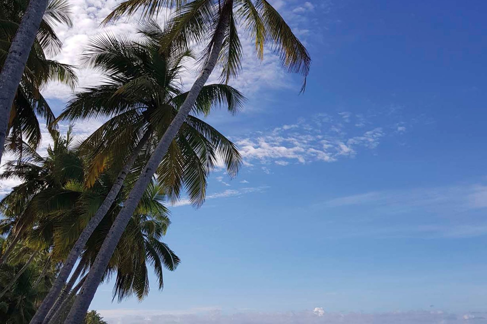 Palm trees on the beach