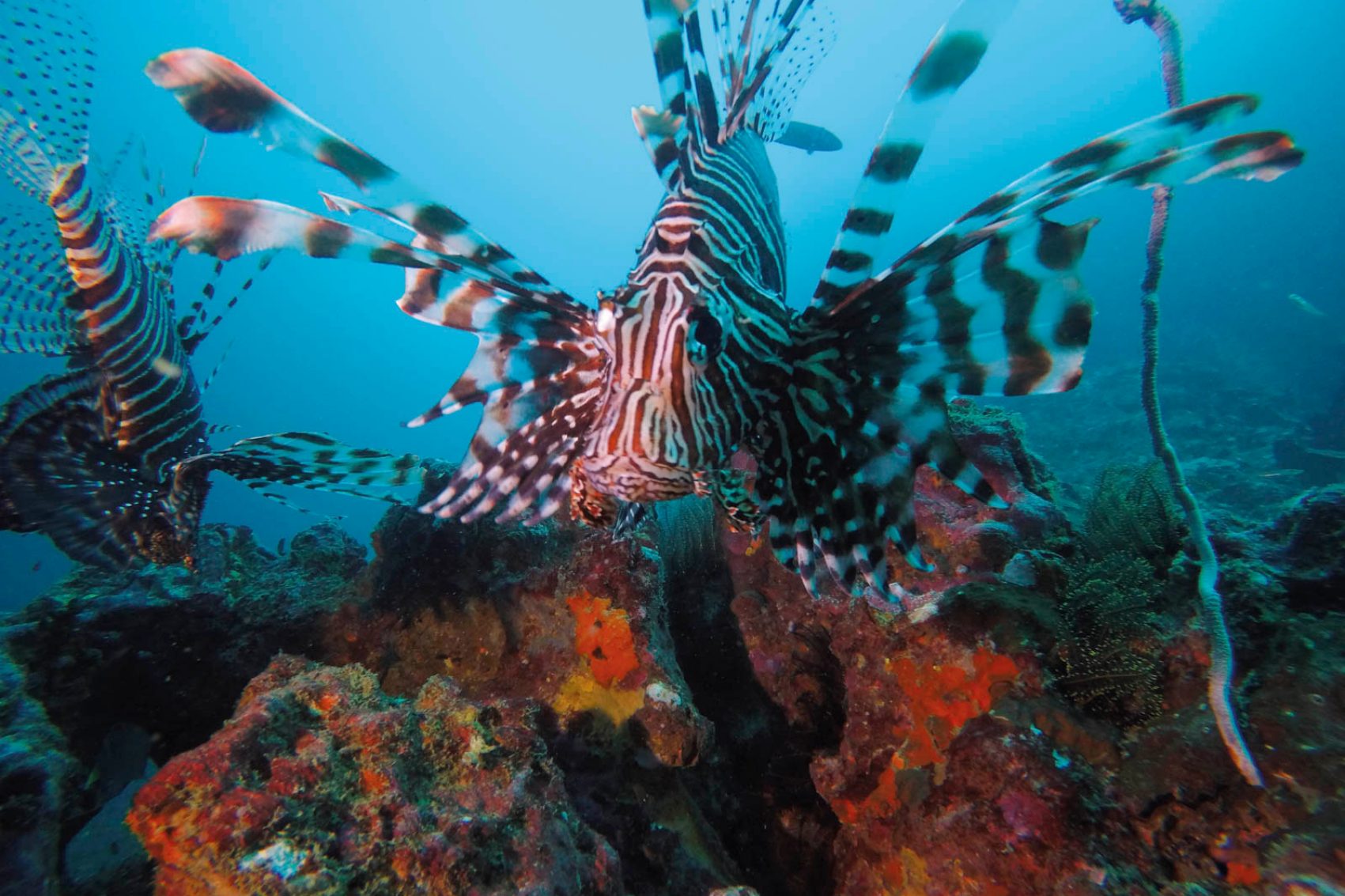 Red Lion FIsh