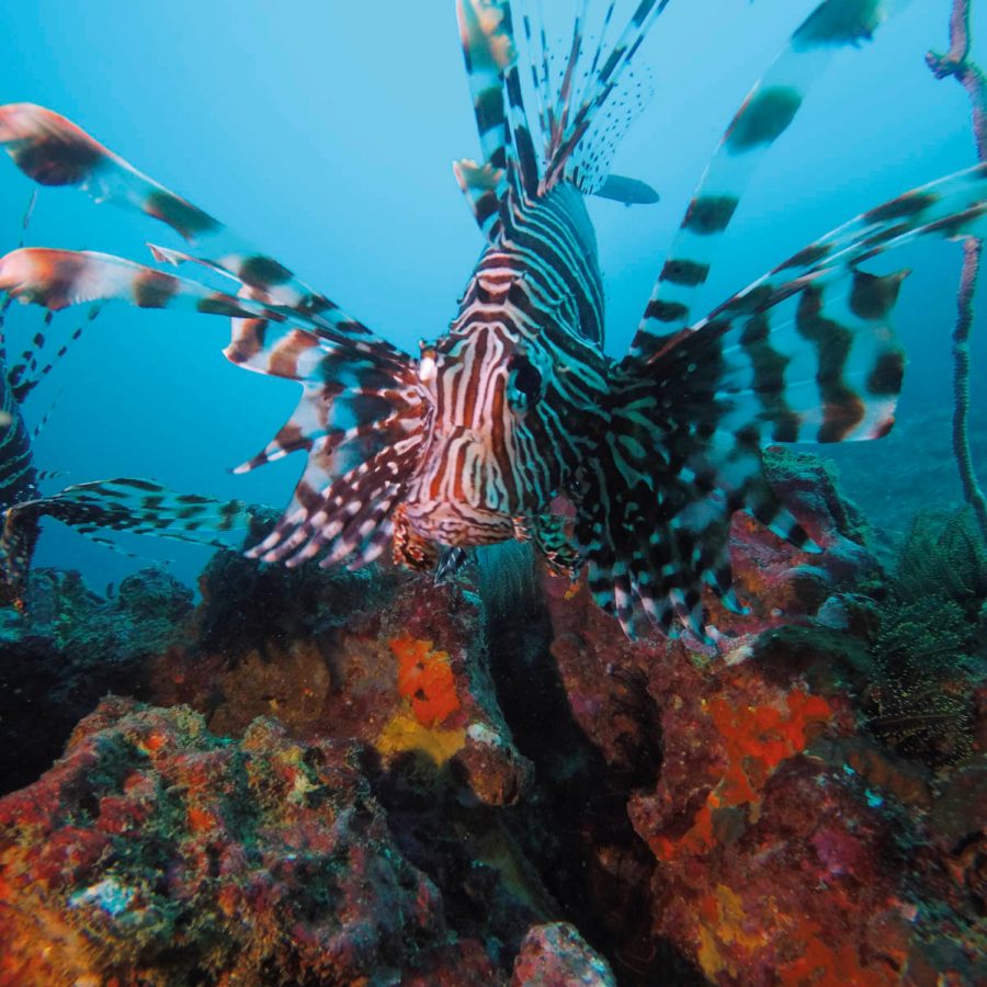 Red Lion FIsh