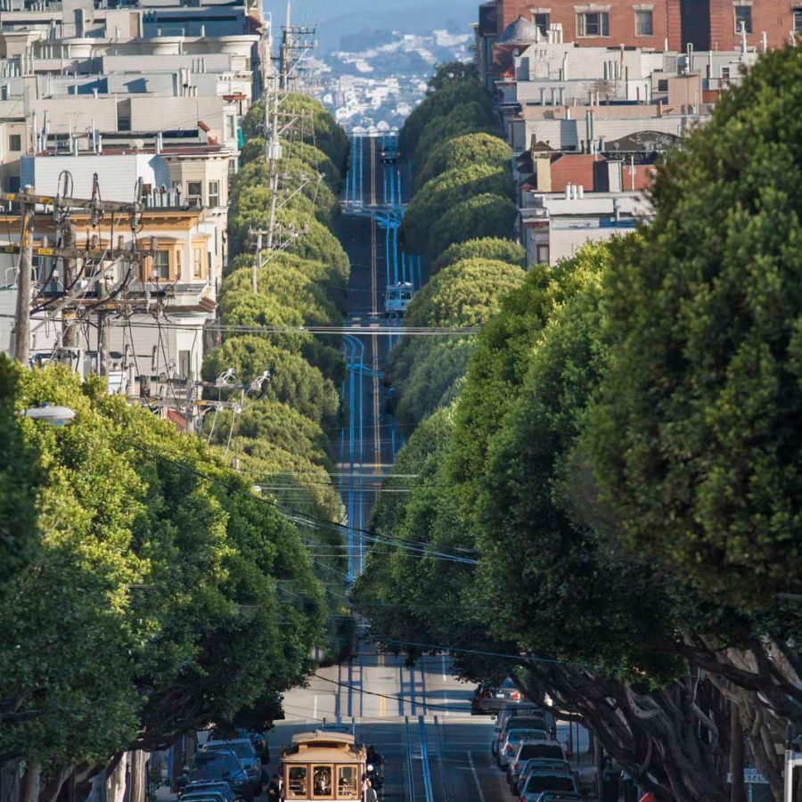 San Francisco road lined with trees