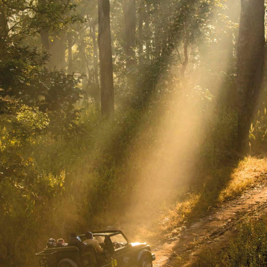 Car driving in the forest