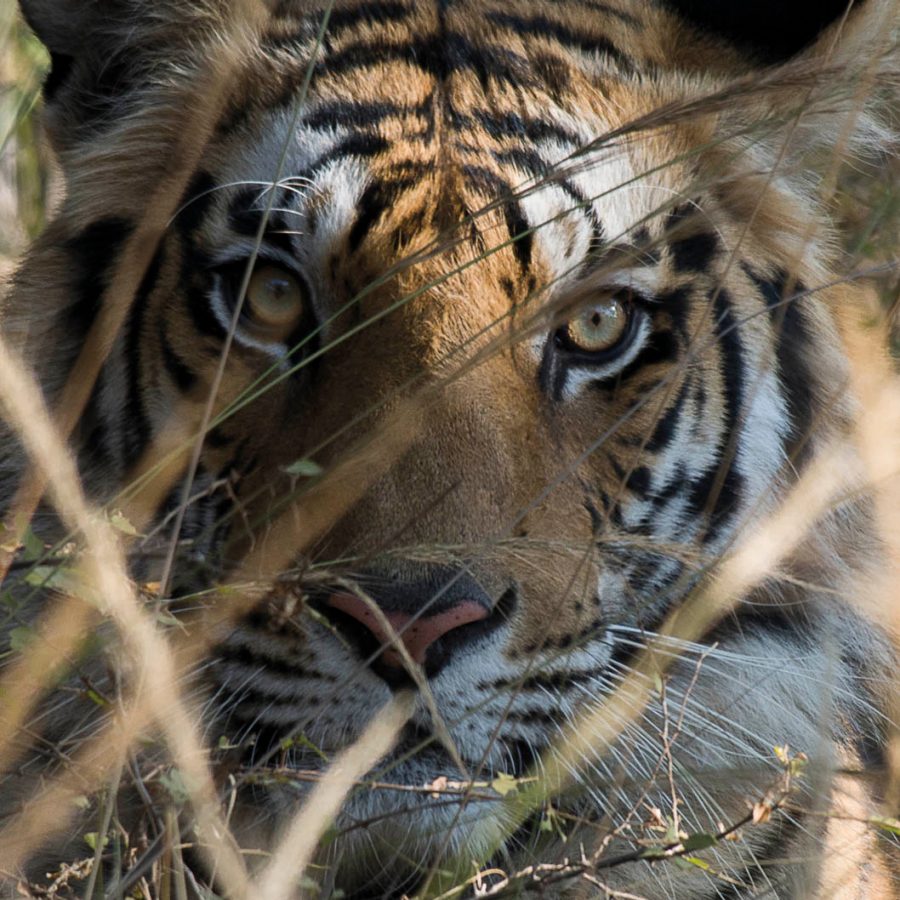 Close up of a tiger looking at the camera 
