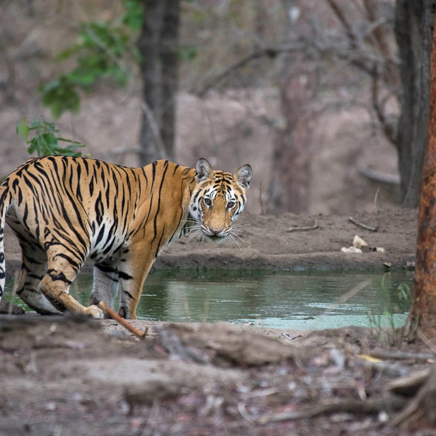 Tiger at a lake looking at camera 