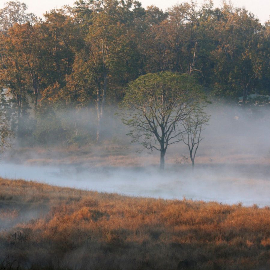 Foggy forest