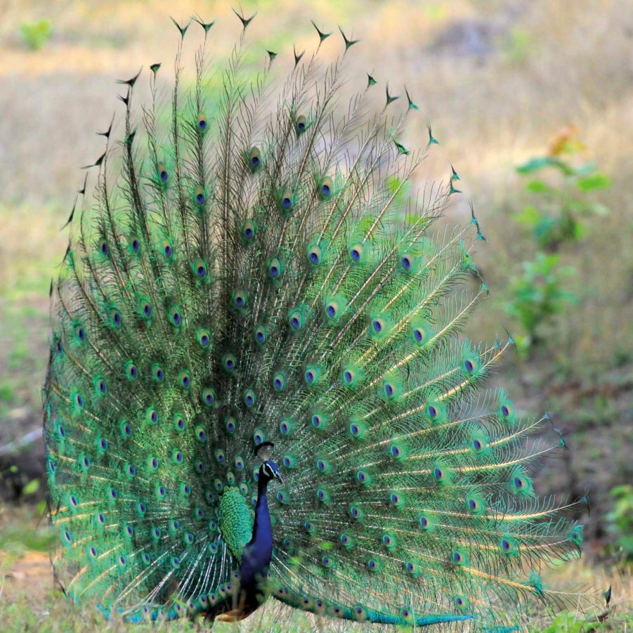 Peacock displaying feathers