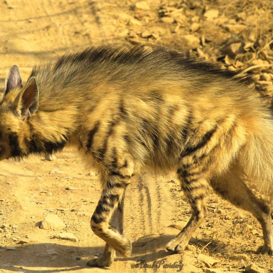 Striped hyena