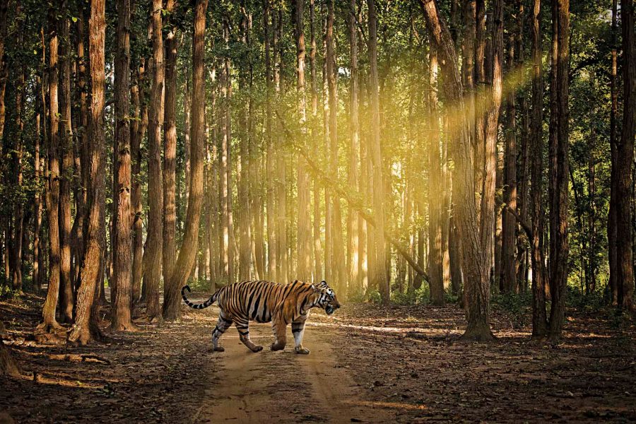 Tiger in the woods