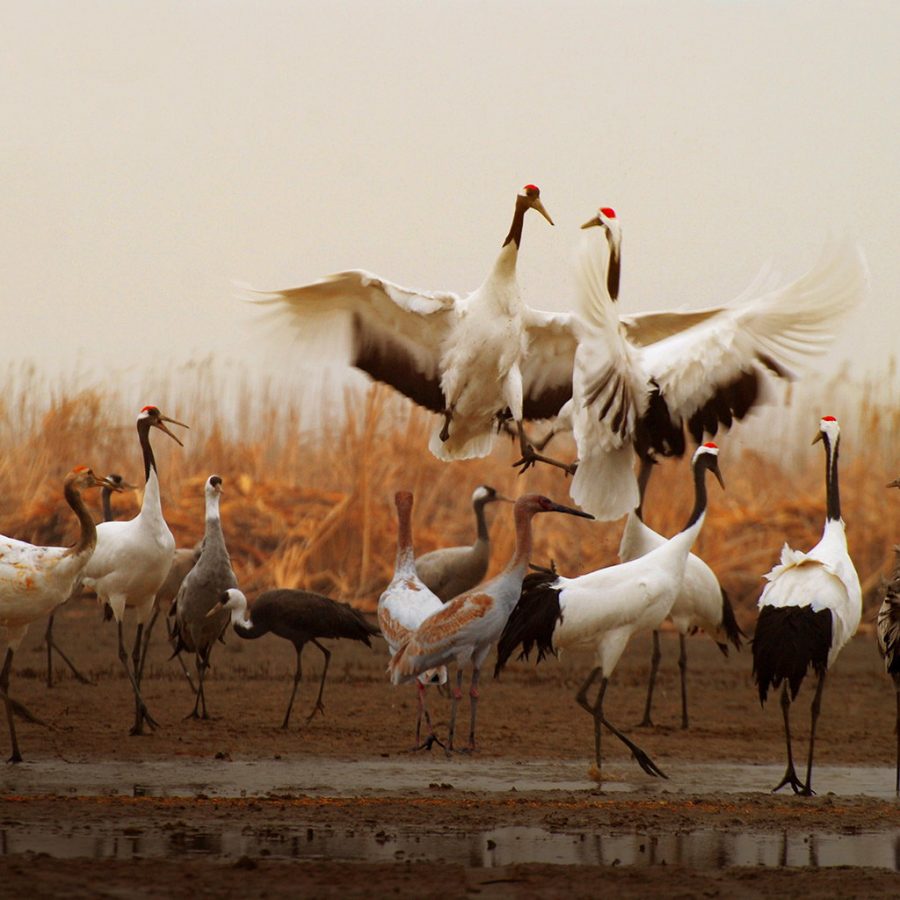 Migratory Bird Sanctuaries, China