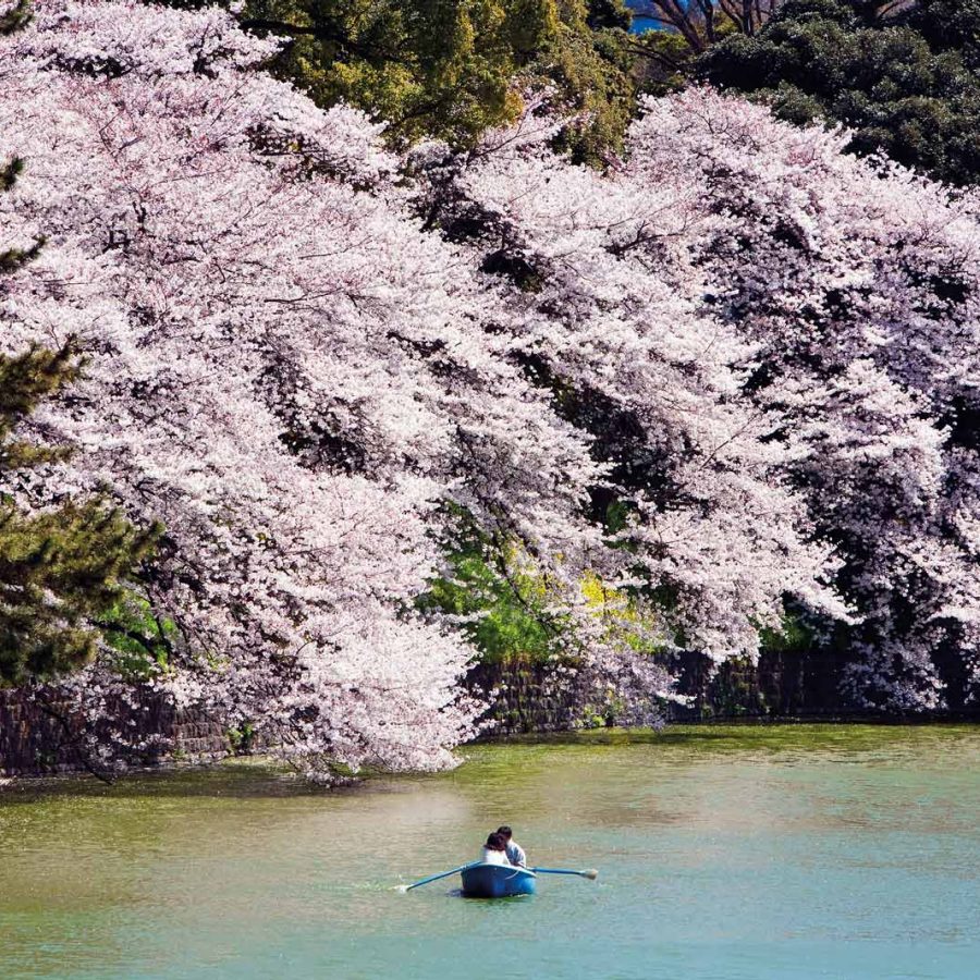 Beautiful pink trees over a lake with a kayak