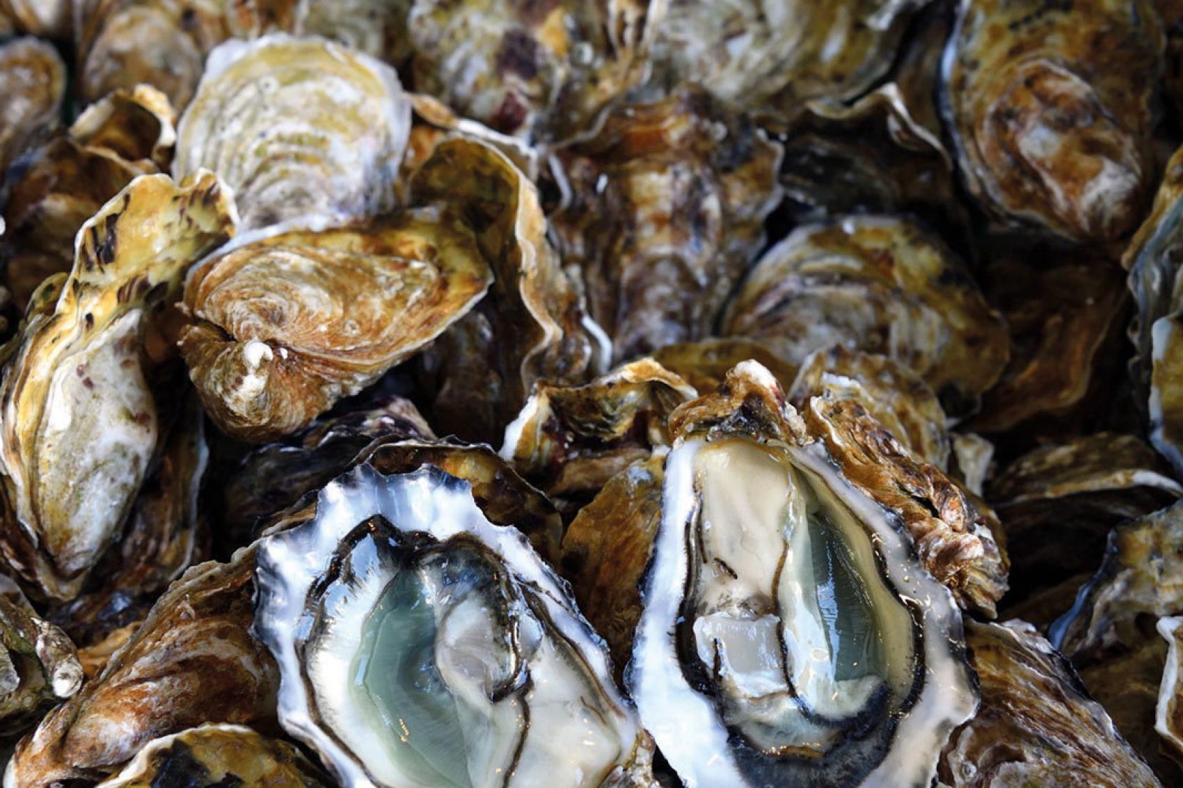 oysters