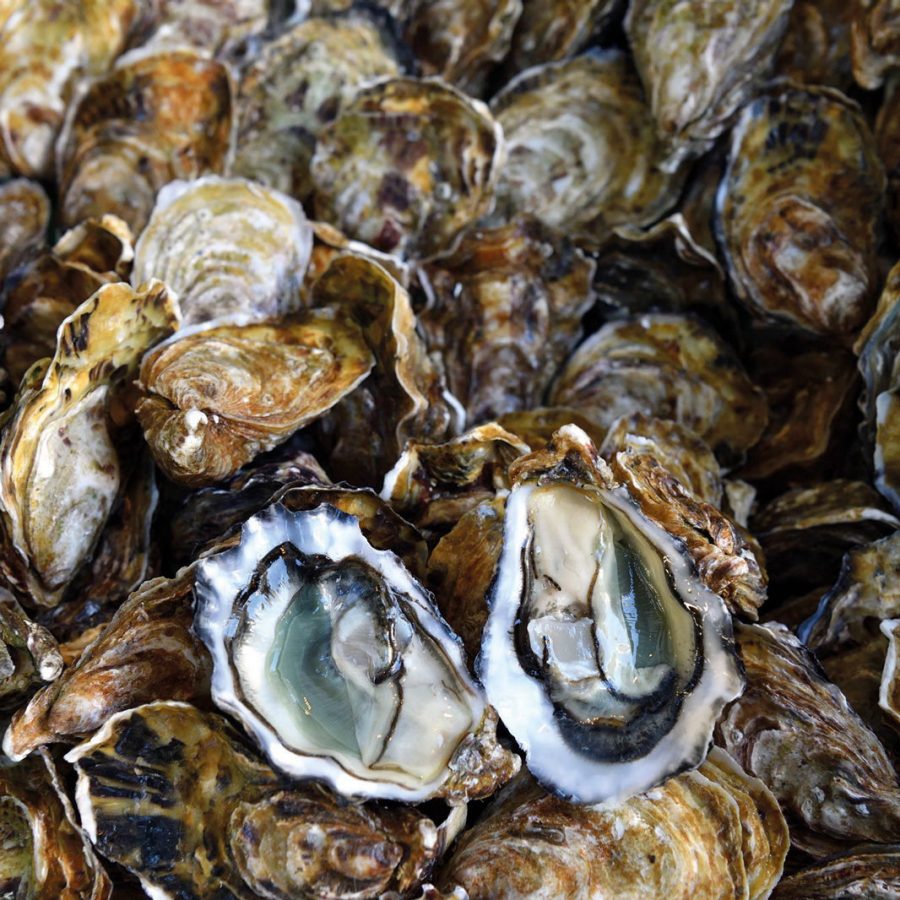 oysters