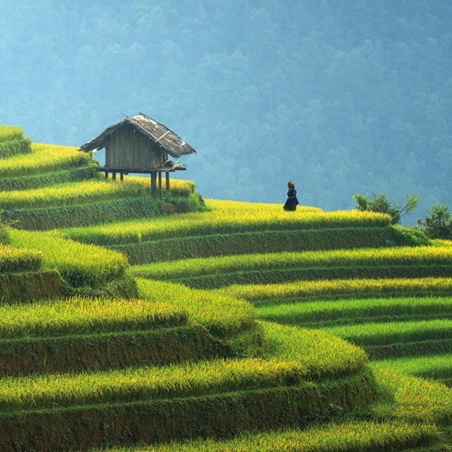 Painting of terraced hills with a hut