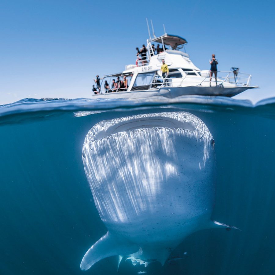 Young whale shark under a yacht 