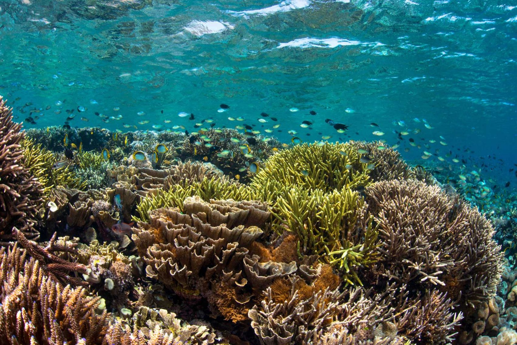 Coral underwater with fish surrounding