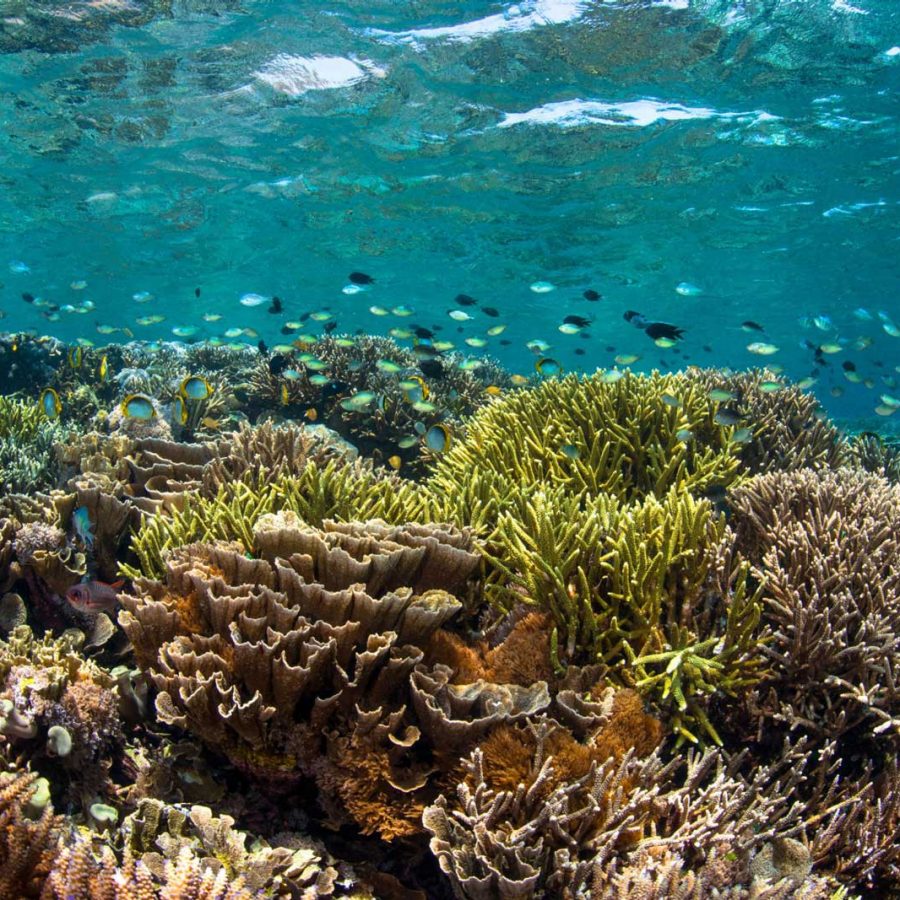 Coral underwater with fish surrounding