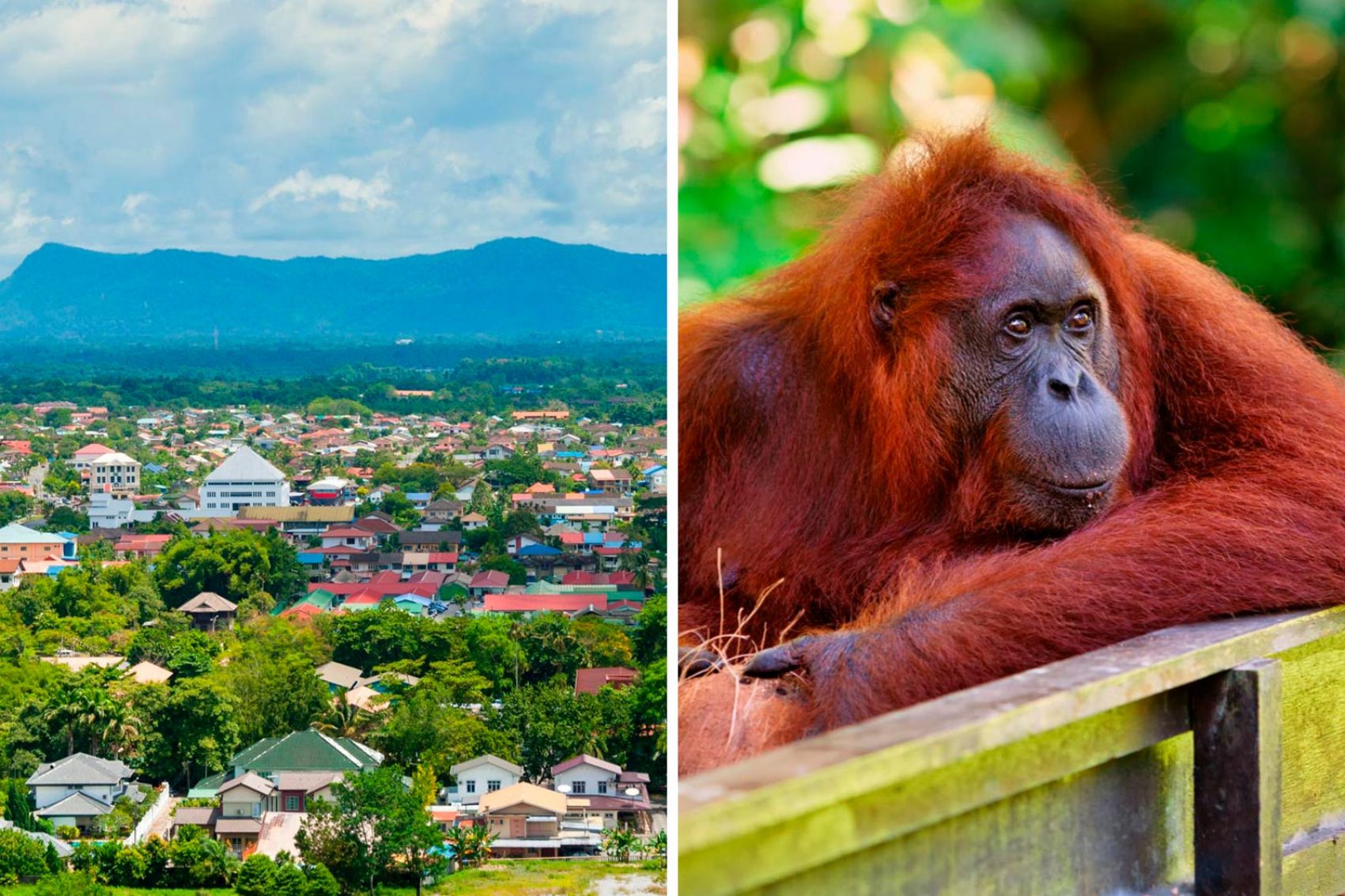 Collage of a beautiful green town and a orangutan