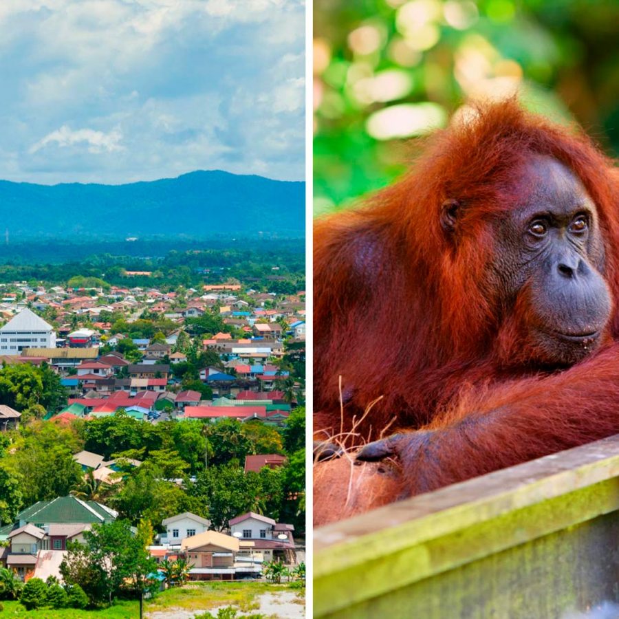 Collage of a beautiful green town and a orangutan