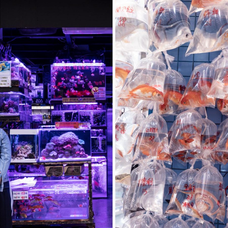 Goldfish Market