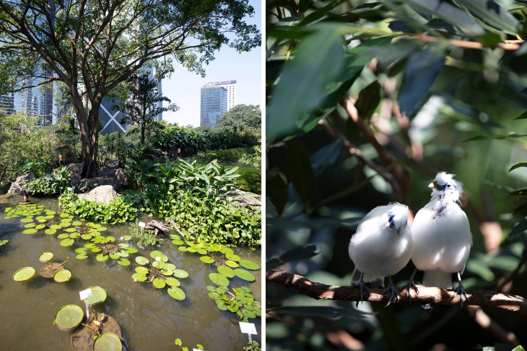 Nature in Hong Kong Park. Credit: Mike Pickles