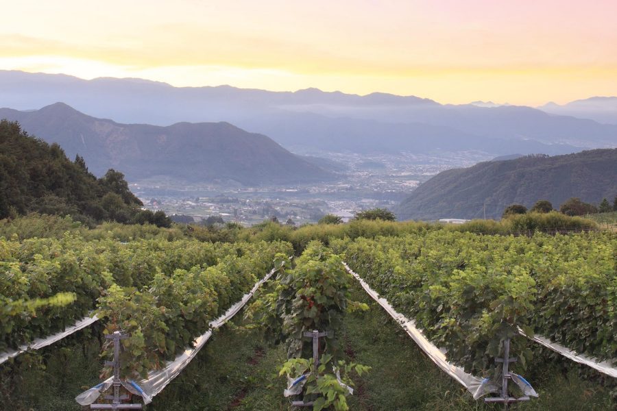 Vineyard in Koshu Valley, Japan
