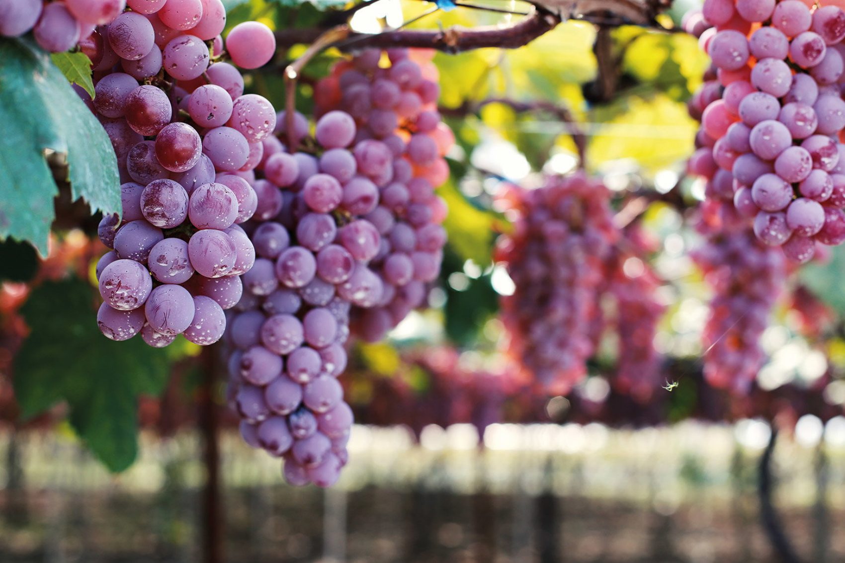 Koshu Valley Japan