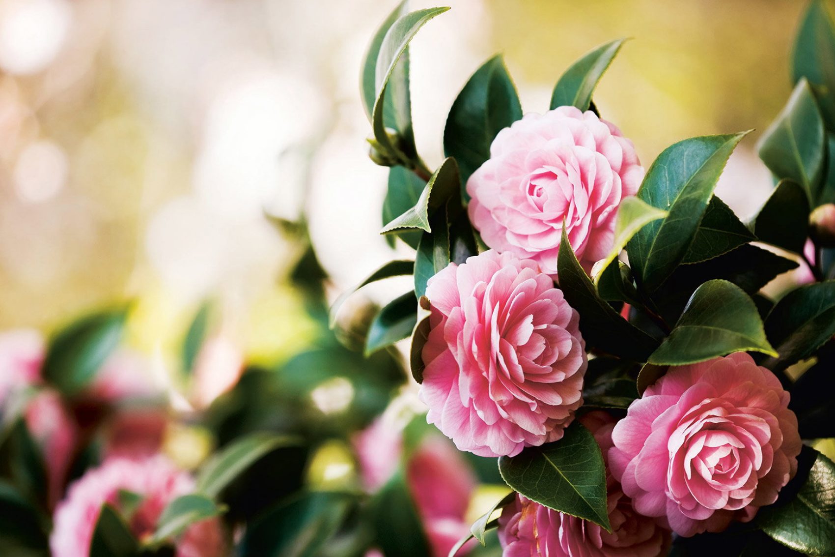 Camellias in Kunming. Credit: Getty Images