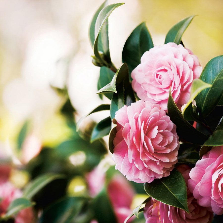 Camellias in Kunming. Credit: Getty Images