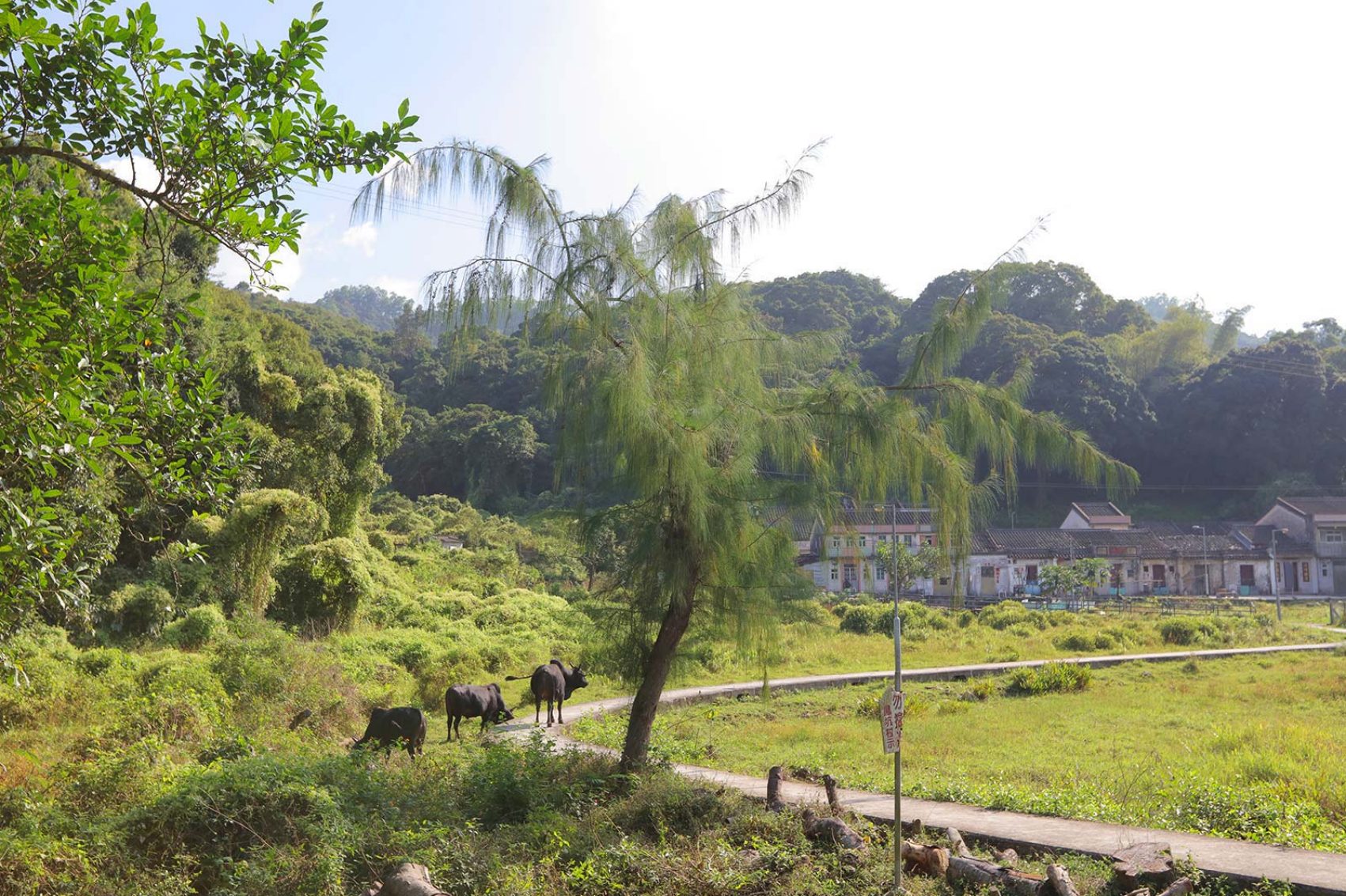 A herd of buffalo cows walking in a line on a narrow road surrounded by lush greenery with village houses in the background in Lai Chi Wo, New Territories, Hong Kong 