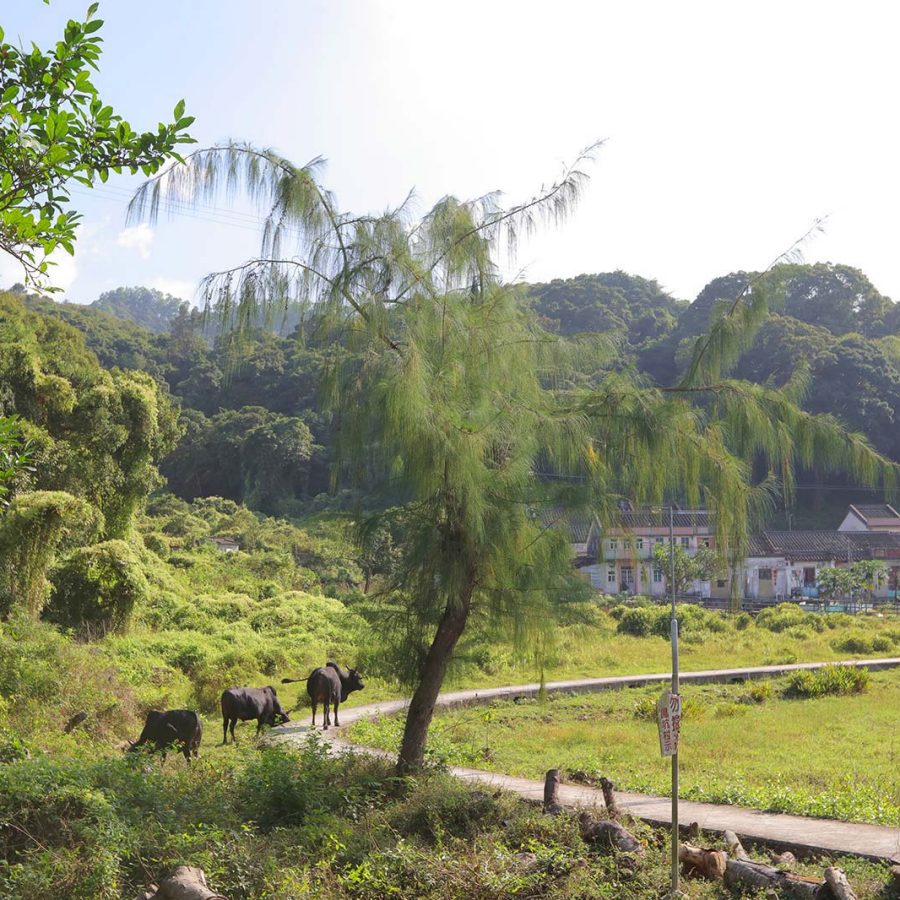 A herd of buffalo cows walking in a line on a narrow road surrounded by lush greenery with village houses in the background in Lai Chi Wo, New Territories, Hong Kong 