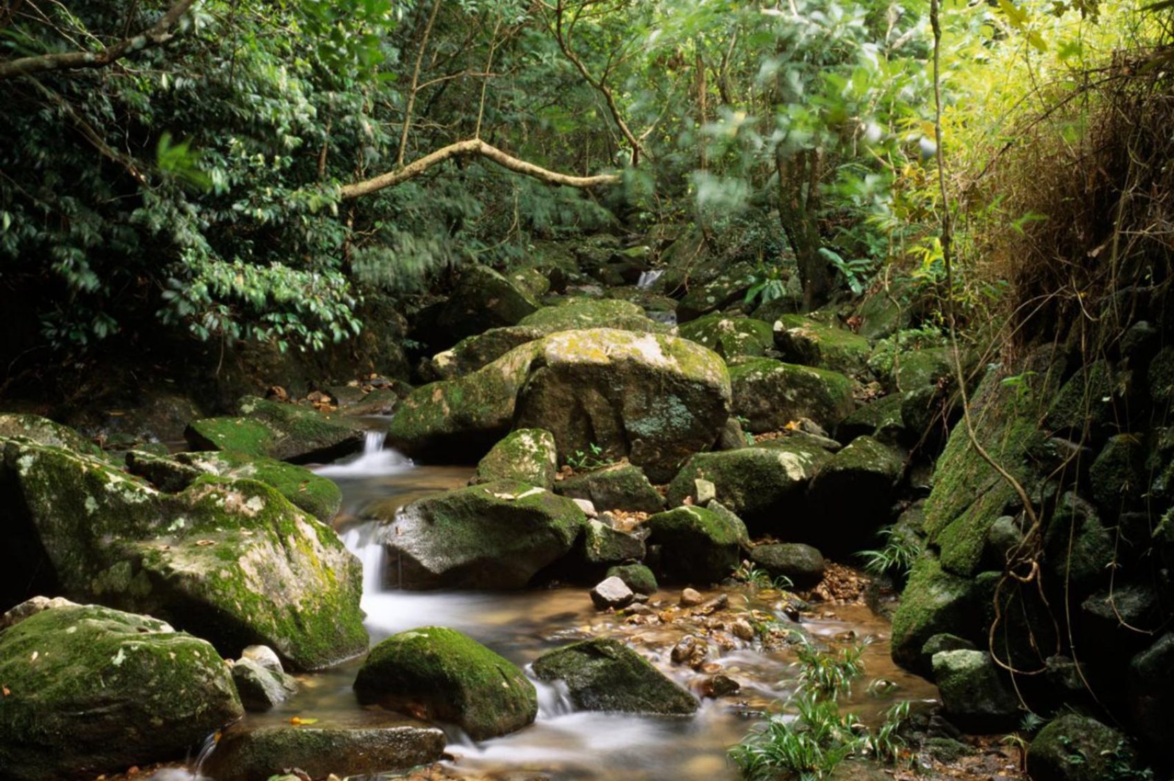 A view of a stream running through a lush green forest in Pat Sin Leng country park, New Territories, Hong Kong