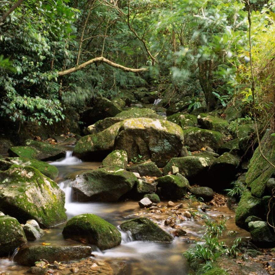A view of a stream running through a lush green forest in Pat Sin Leng country park, New Territories, Hong Kong