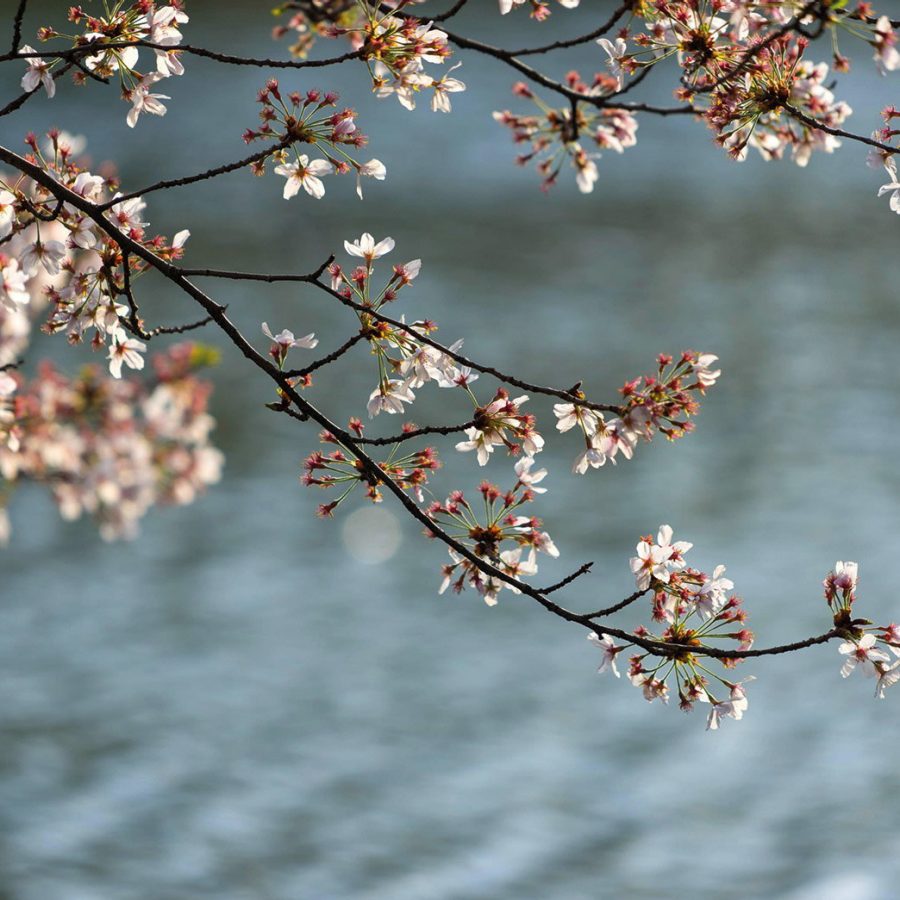 Inokashira Onshi Park