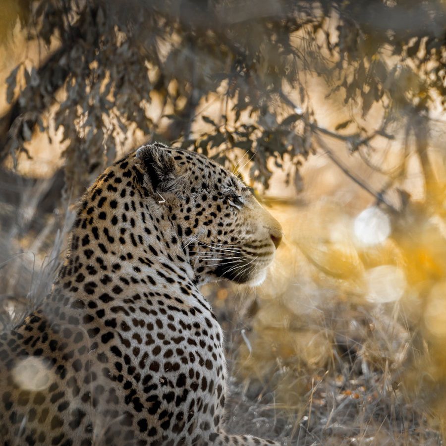 Leopard