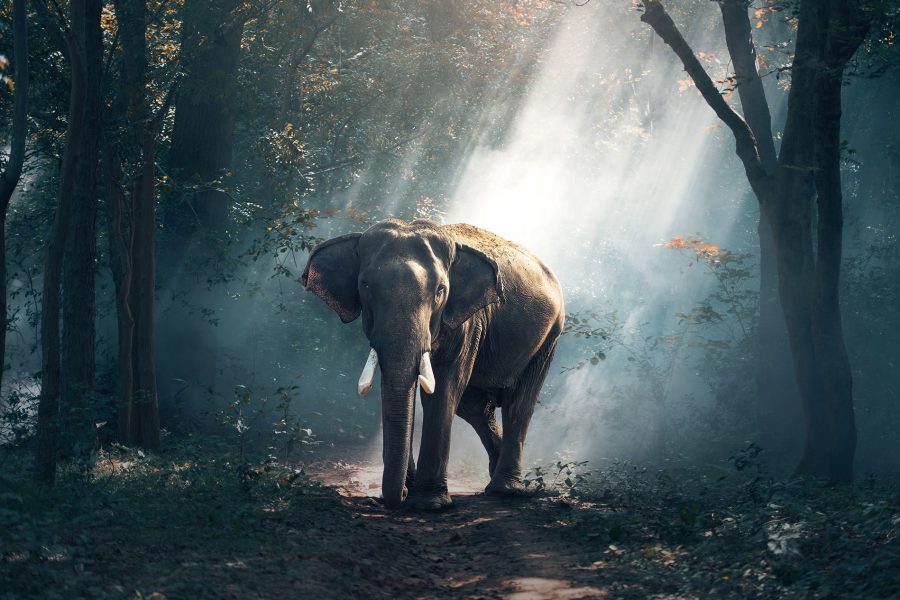 4 Cool Not Cruel Ethical Animal Experiences to Have 