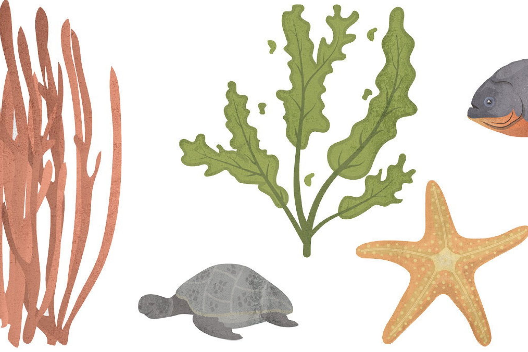 Illustration of aquatic animals