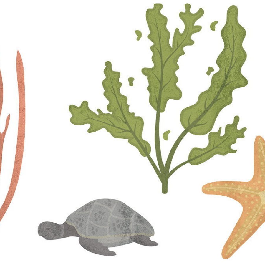 Illustration of aquatic animals