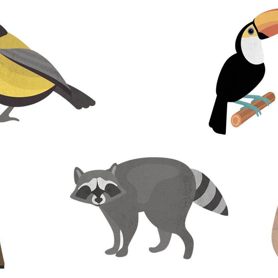 Illustration of land animals