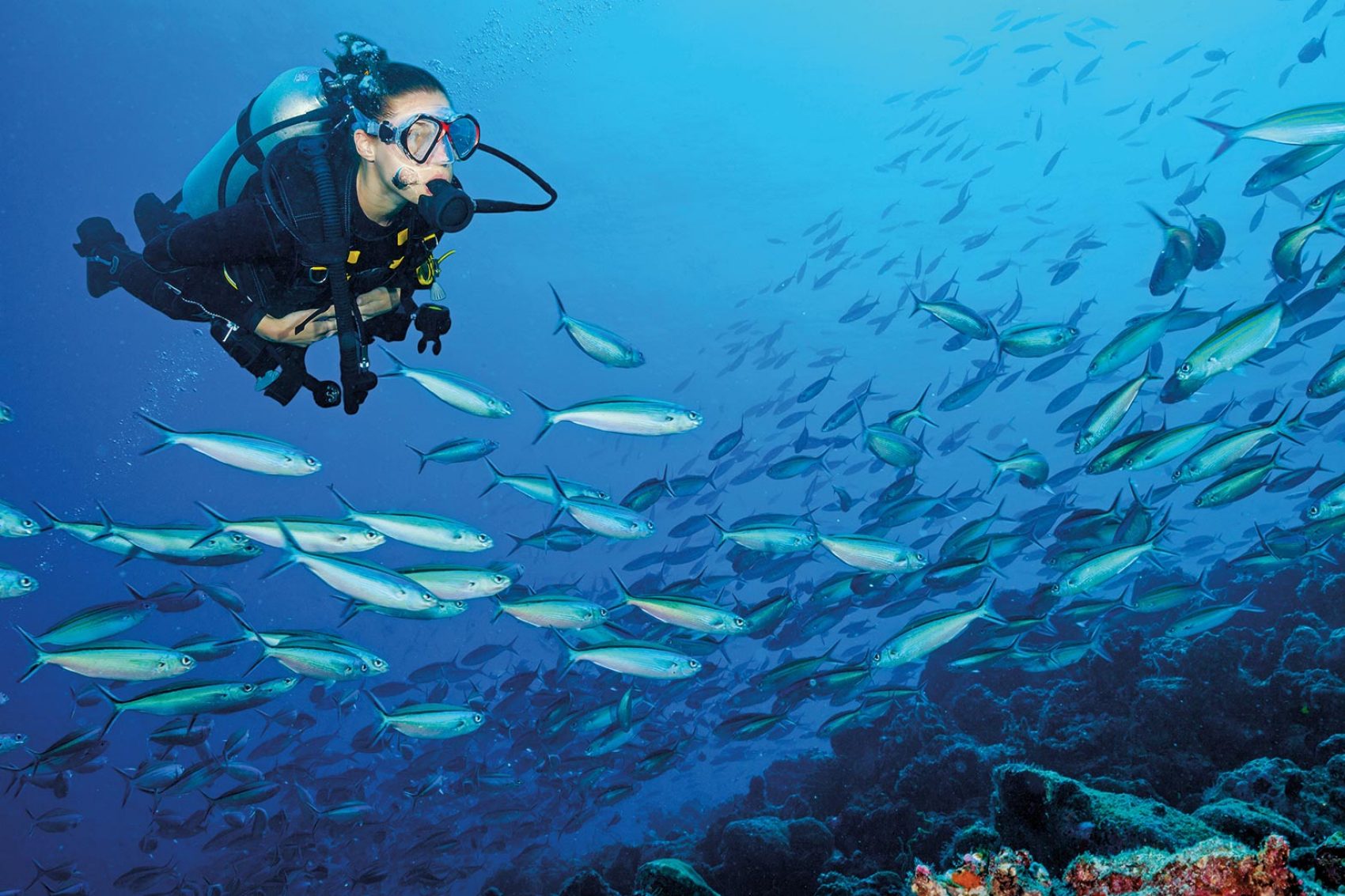 Scuba diver in the ocean with a school of fish