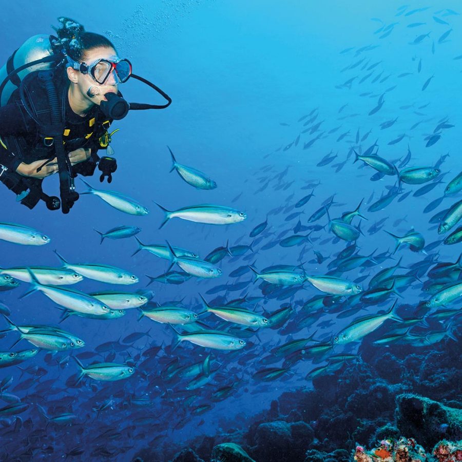 Scuba diver in the ocean with a school of fish