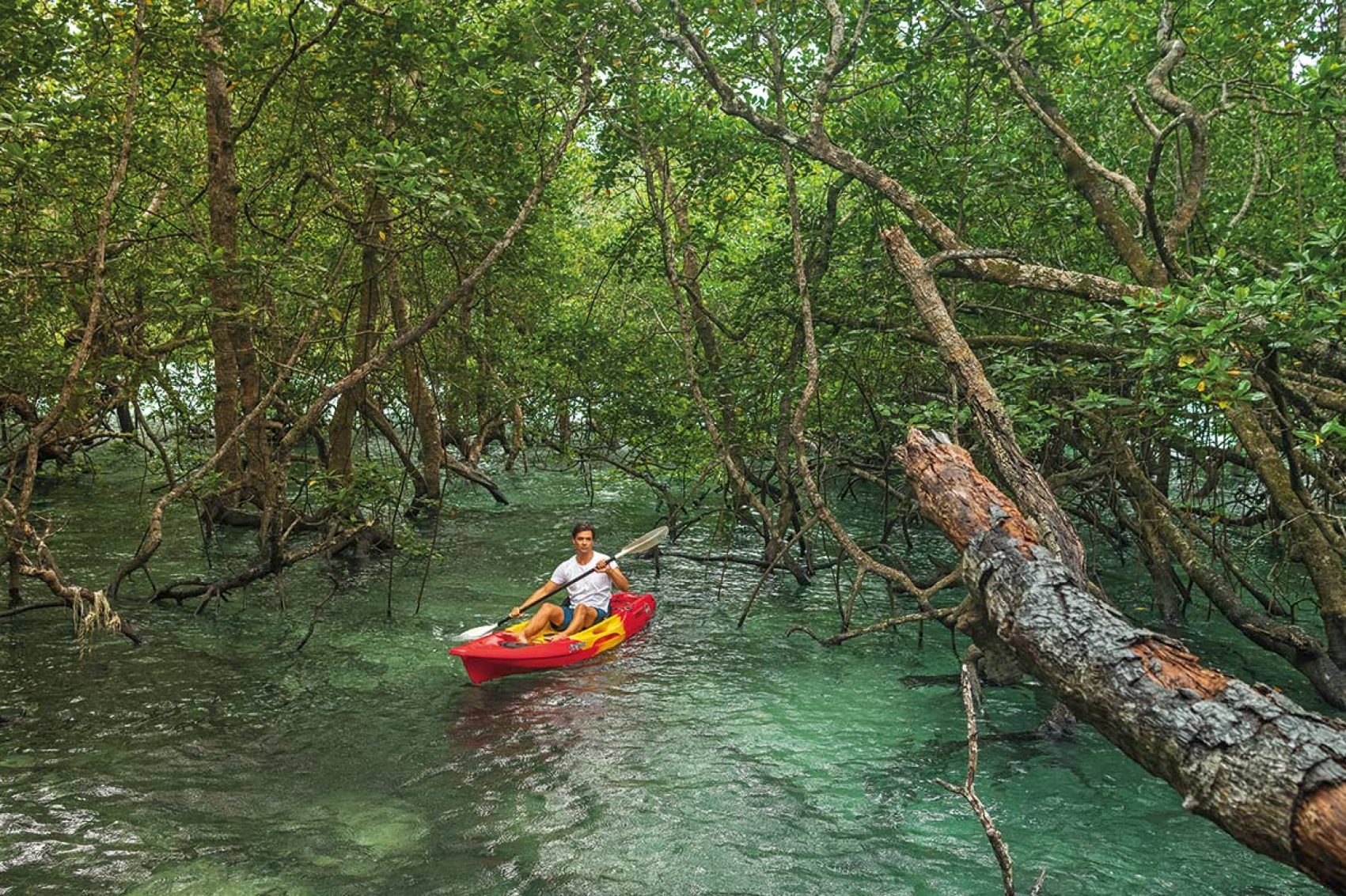 Kayaking on a river in a forest