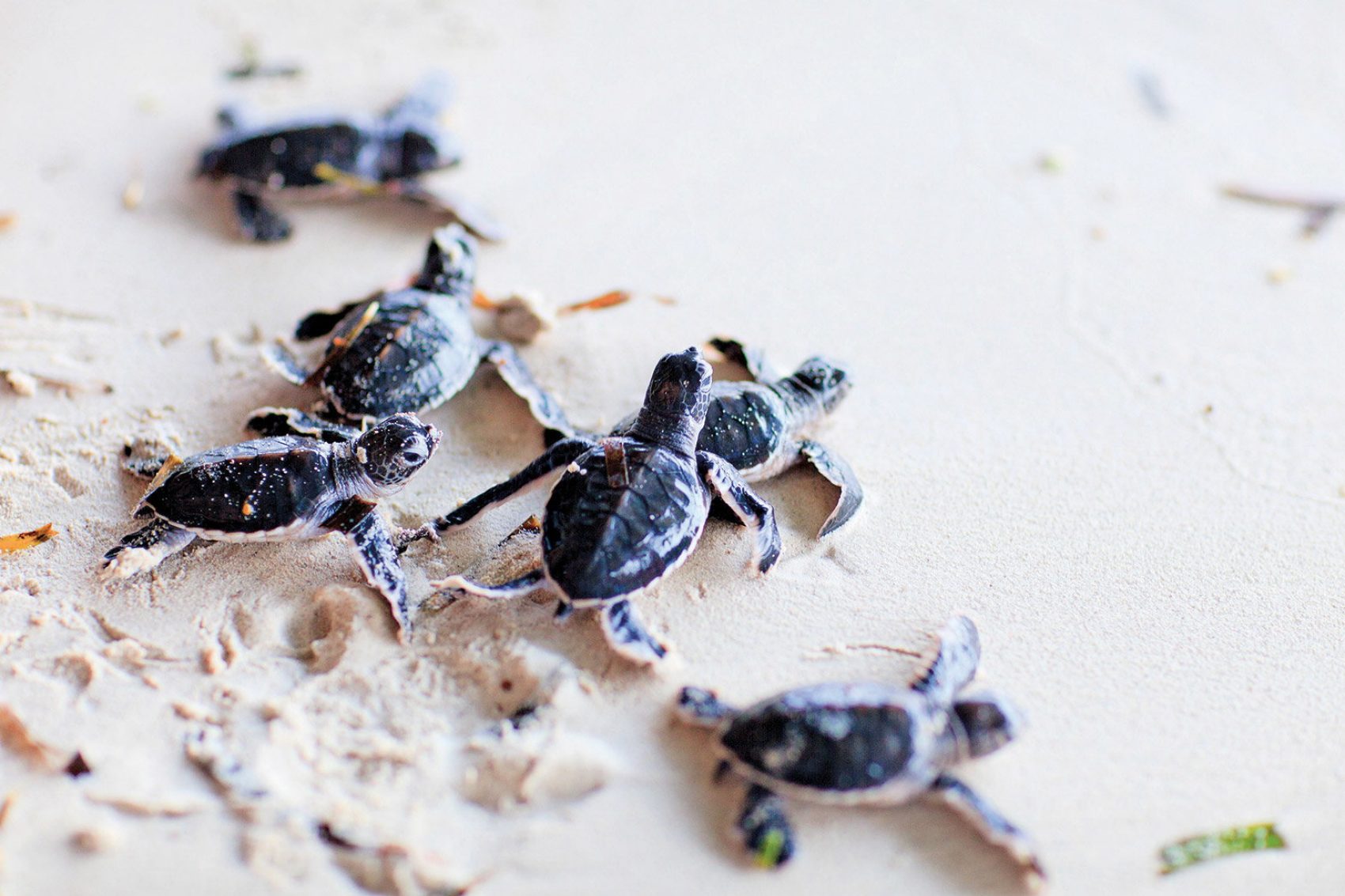 Baby turtles on a beach