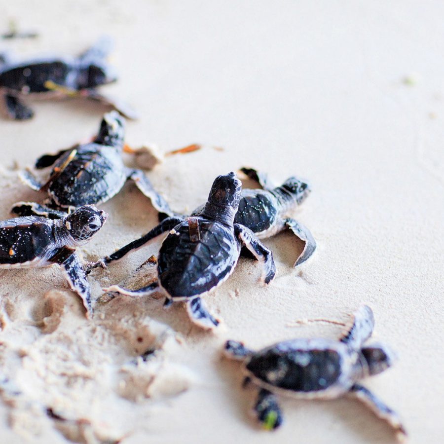 Baby turtles on a beach