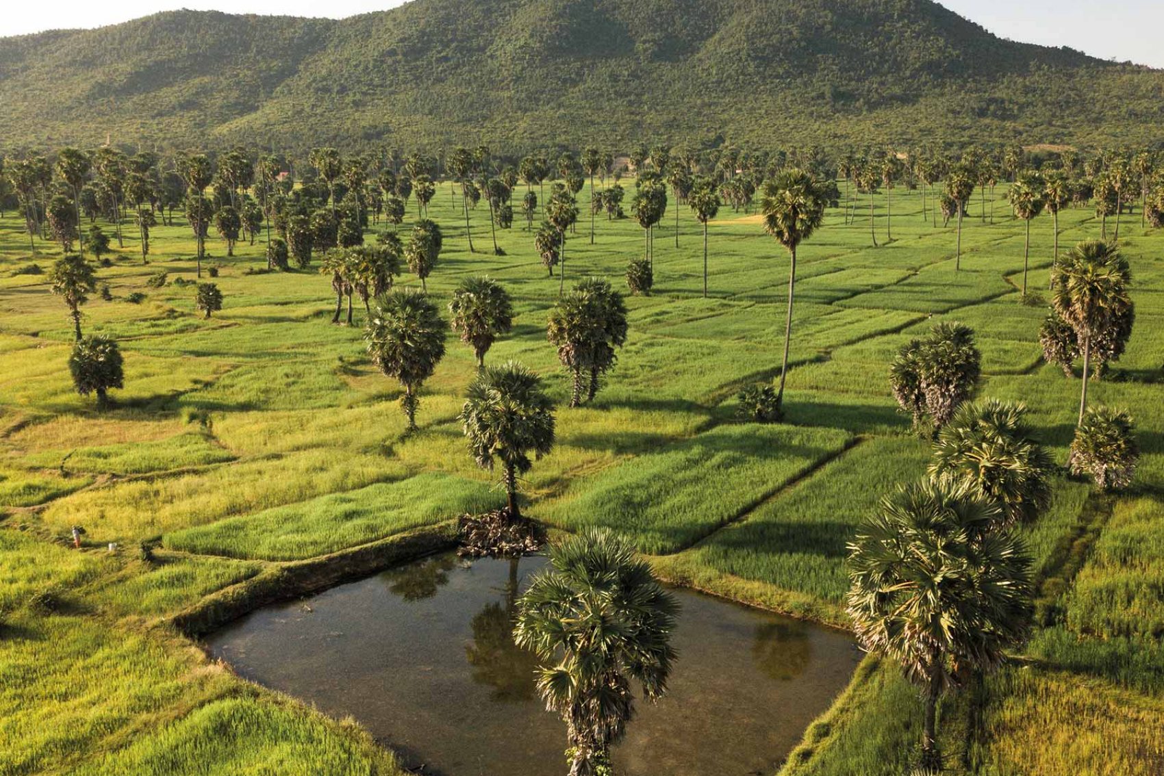 Cambodia green fields