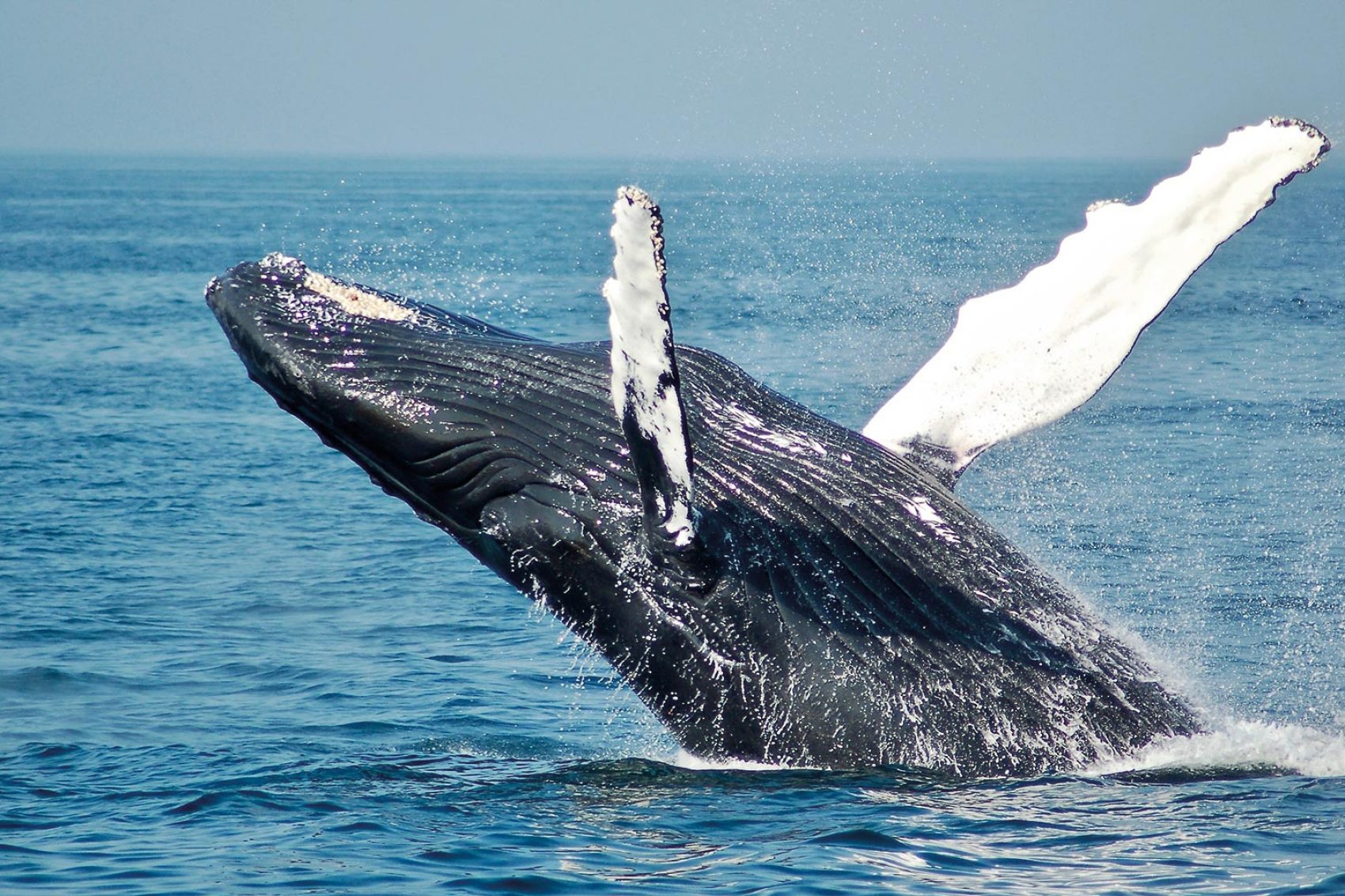Whale