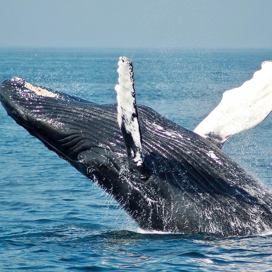 Whale
