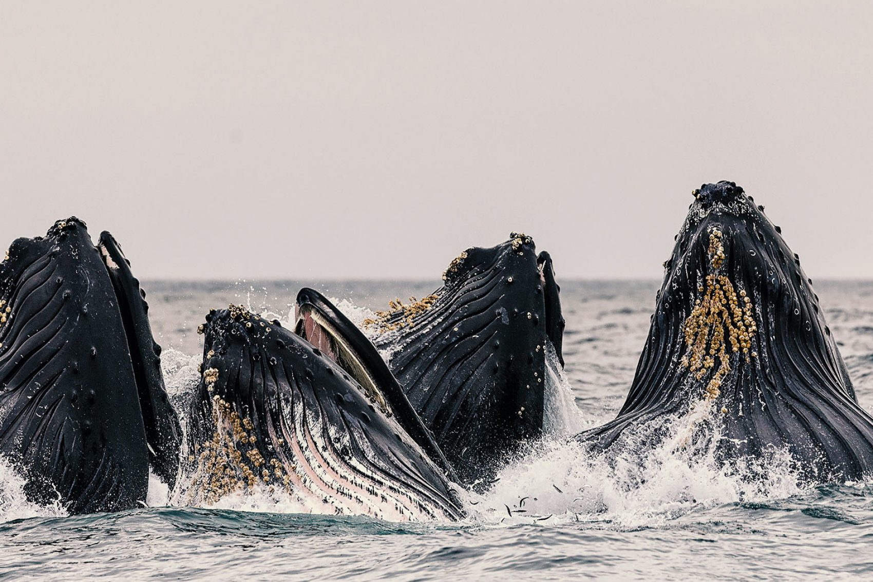 Monterey Bay, California, USA