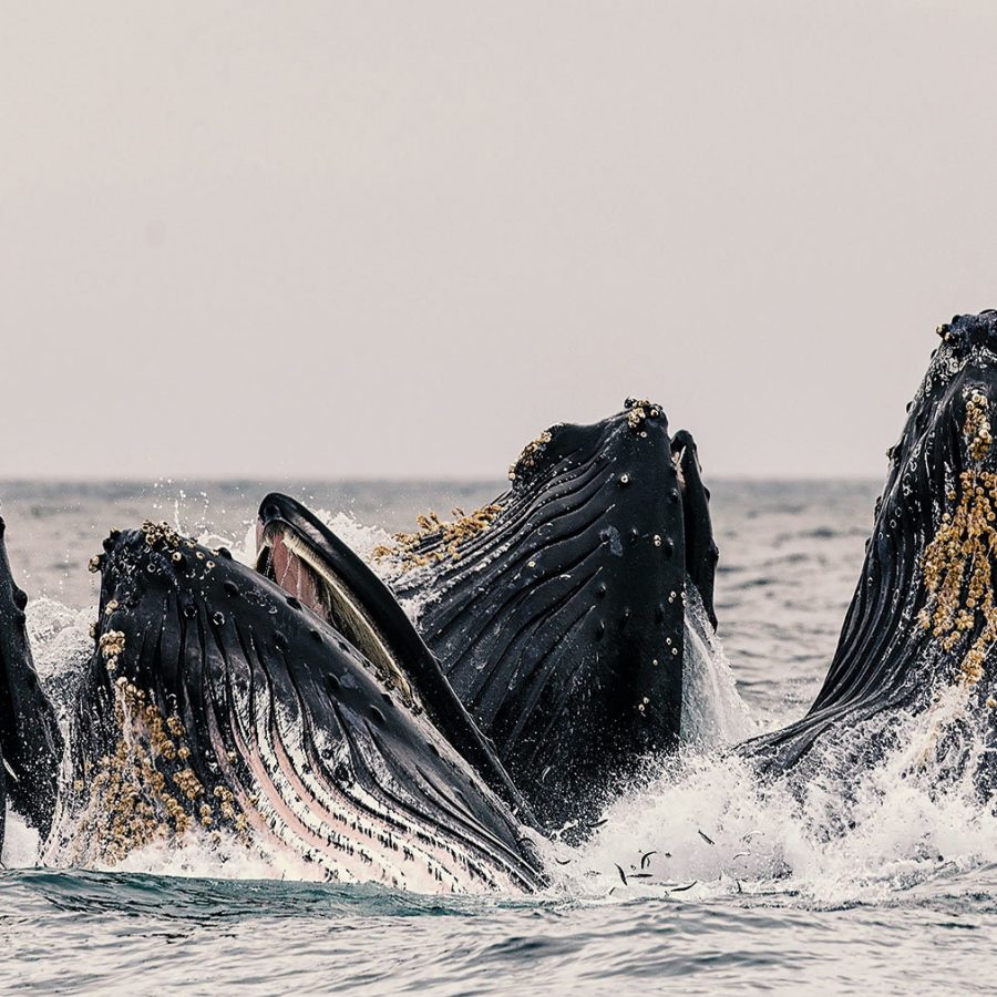 Monterey Bay, California, USA